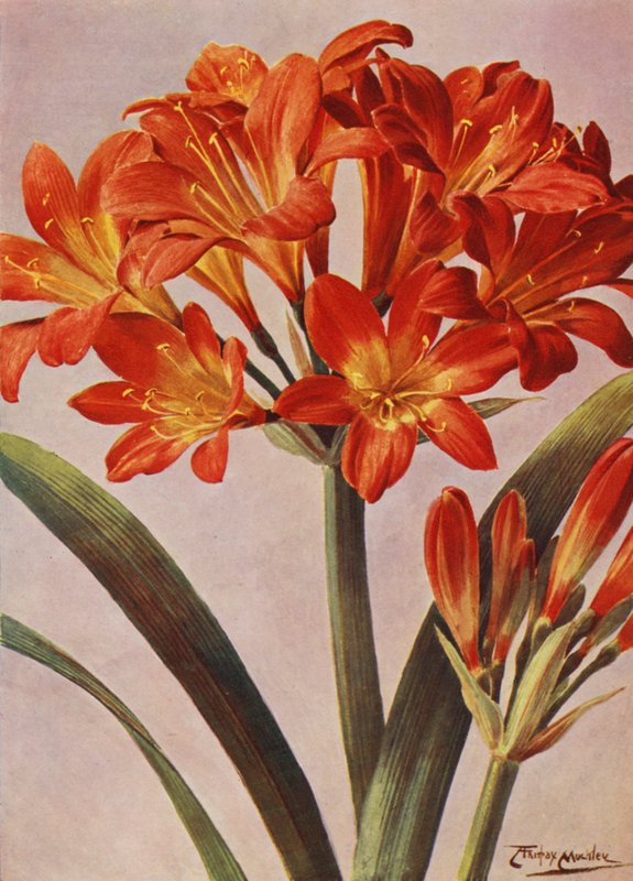 Clivia Miniata, conocida desde hace tiempo como Imantophyllum Miniatum (litografía en color) de Angelo Fairfax Muckley