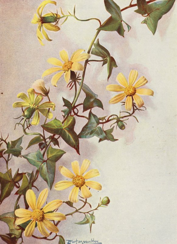 Hiedra amarilla del Cabo, Senecio Macroglossus (litografía en color) de Angelo Fairfax Muckley