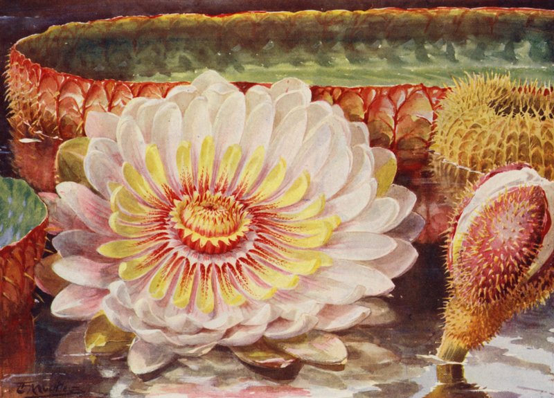 Victoria Regia, la más noble de todas las plantas acuáticas (litografía en color) de Angelo Fairfax Muckley