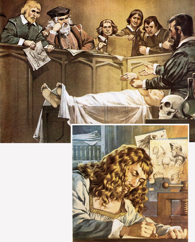 Demostración de disección (arriba) y dibujo de Durero (abajo) de Angus McBride