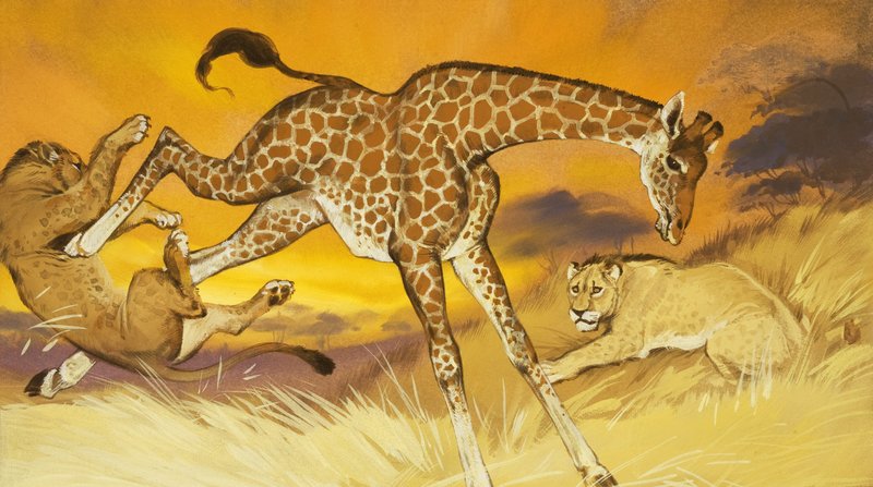 Jirafa pateando león de Angus McBride