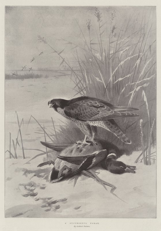 Una incursión exitosa de Archibald Thorburn