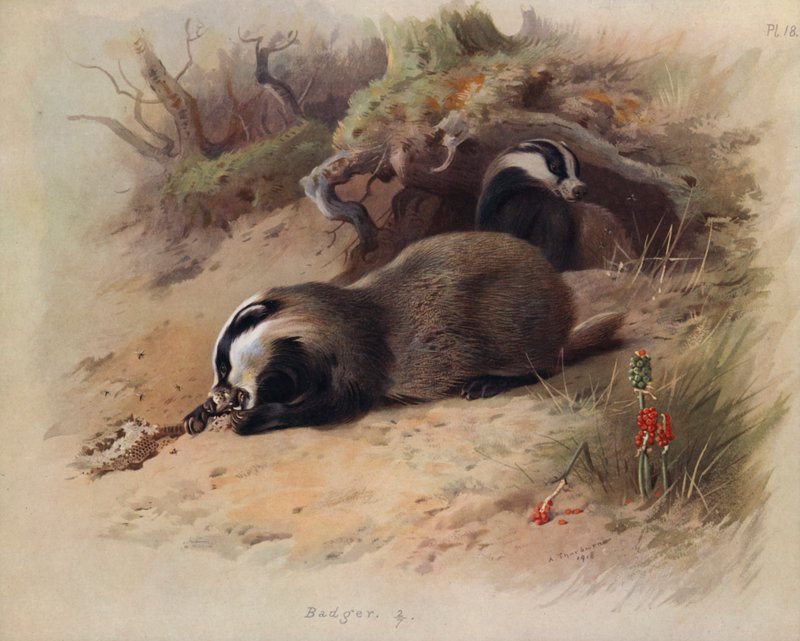 Tejón de Archibald Thorburn