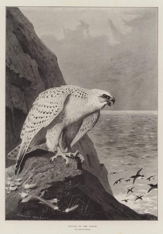 Halcón en la vigilancia de Archibald Thorburn