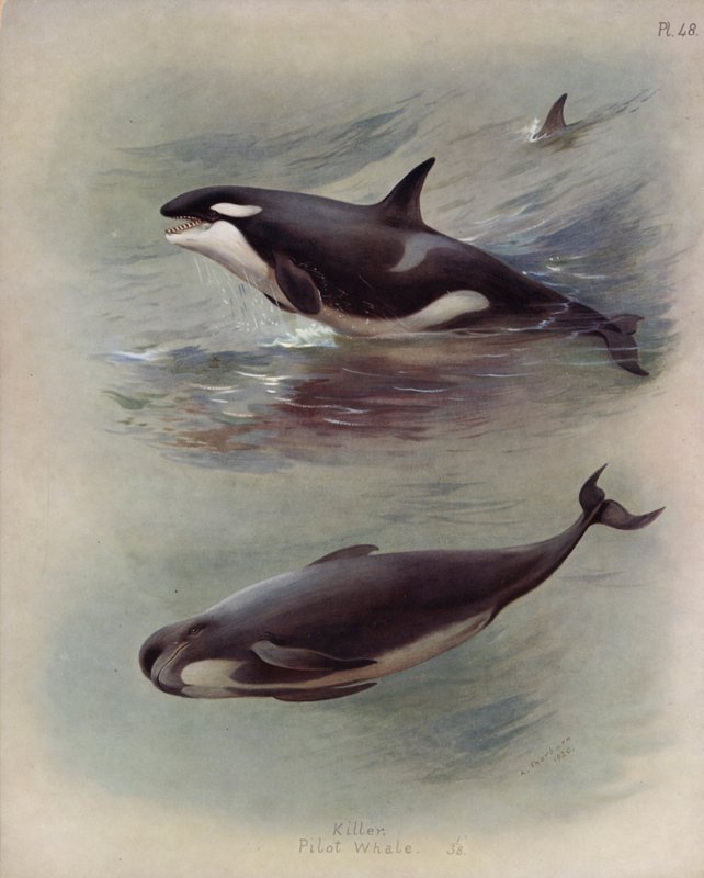 Orca, Calderón de Archibald Thorburn