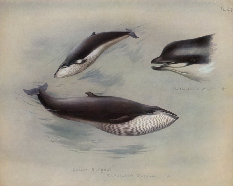 Rorcual Común, Rorcual de Rudolphi, Ballena Nariz de Botella de Archibald Thorburn