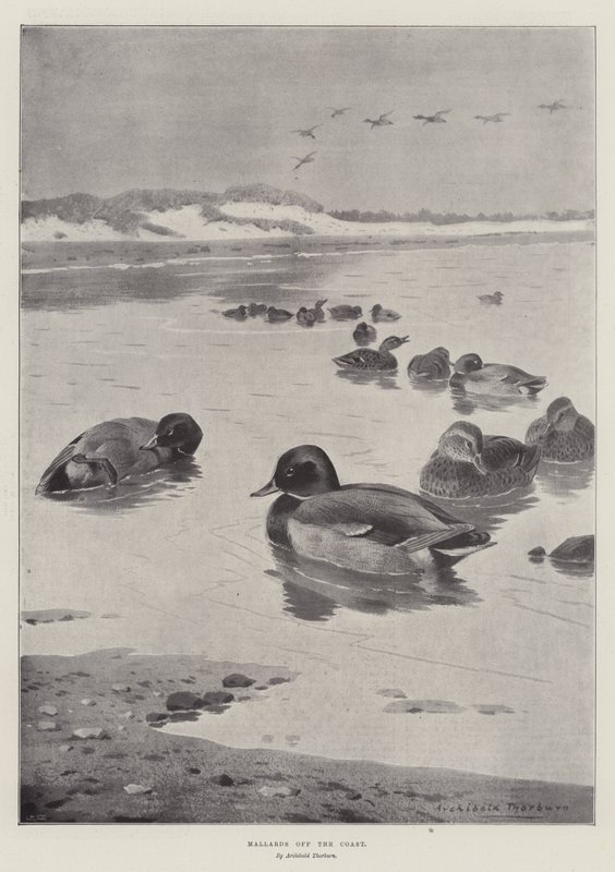 Ánades reales en la costa de Archibald Thorburn