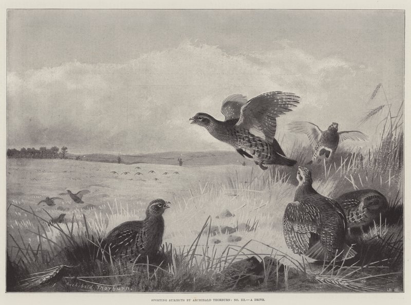 Temas deportivos, un paseo de Archibald Thorburn