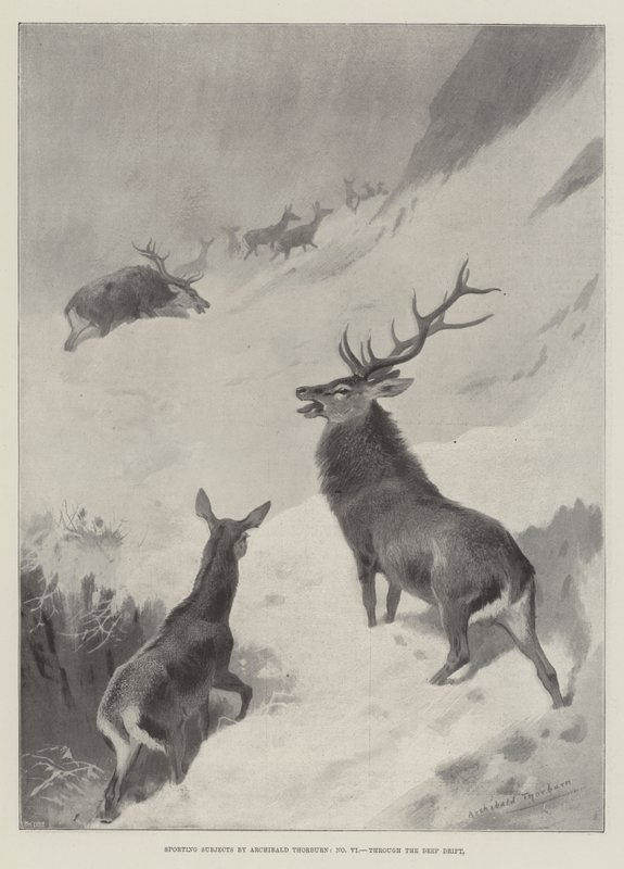 Temas deportivos, a través de la deriva profunda de Archibald Thorburn