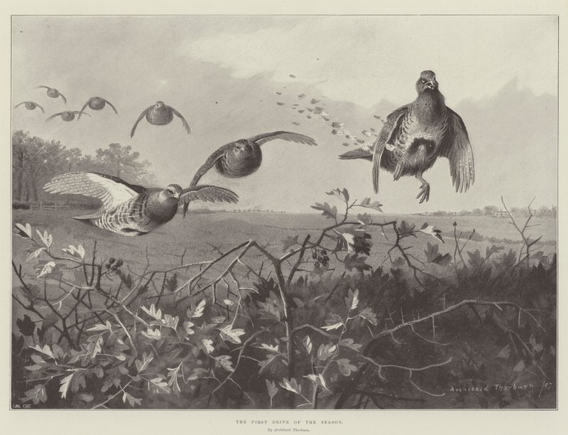 El primer paseo de la temporada de Archibald Thorburn
