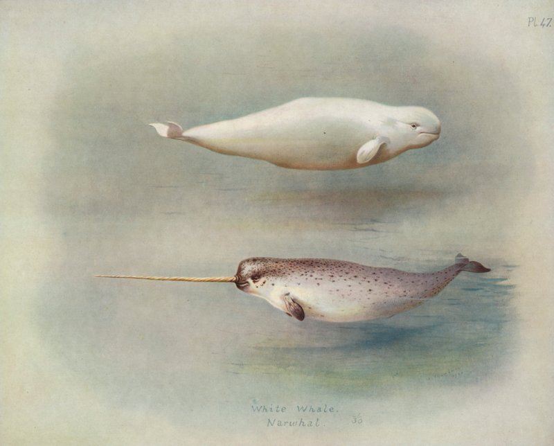 Ballena Blanca, Narval de Archibald Thorburn