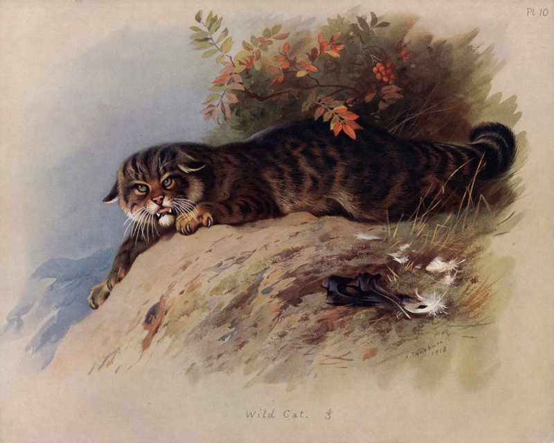 Gato Salvaje de Archibald Thorburn