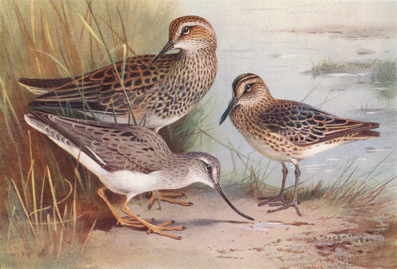 Amerikanischer Grasläufer, Sumpfläufer, Terekwasserläufer von Archibald Thorburn