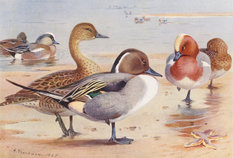 Silbón americano (macho y hembra), Ánade rabudo (macho y hembra), Paloma torcaz (macho y hembra) (litografía en color) de Archibald Thorburn