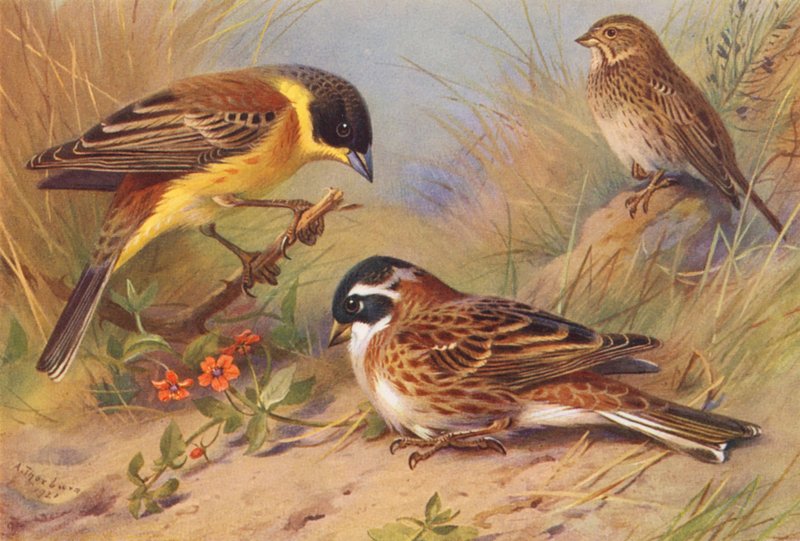 Escribano de cabeza negra, Escribano de maíz, Escribano rústico (litografía en color) de Archibald Thorburn