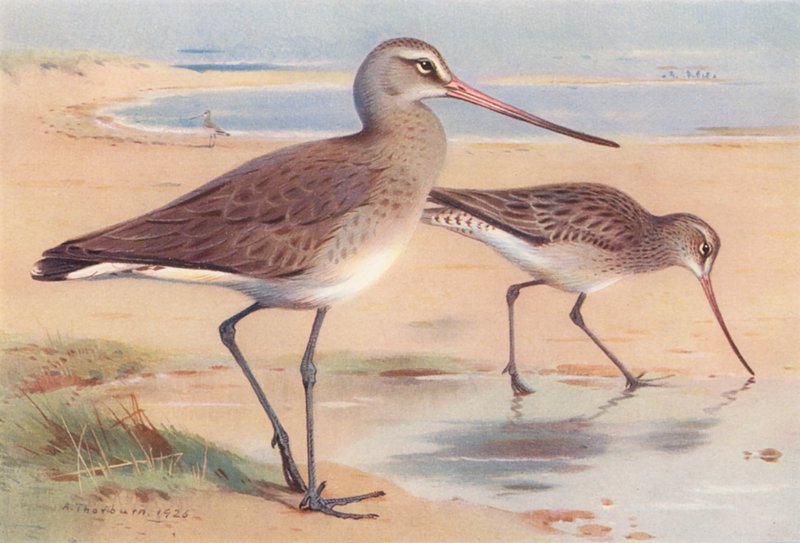 Aguja colinegra (invierno), Aguja colipinta (invierno) (litografía en color) de Archibald Thorburn