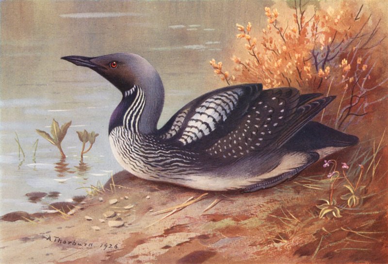 Black-Throated Diver (litografía en color) de Archibald Thorburn