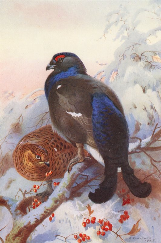 Urogallo negro (macho y hembra) (litografía en color) de Archibald Thorburn
