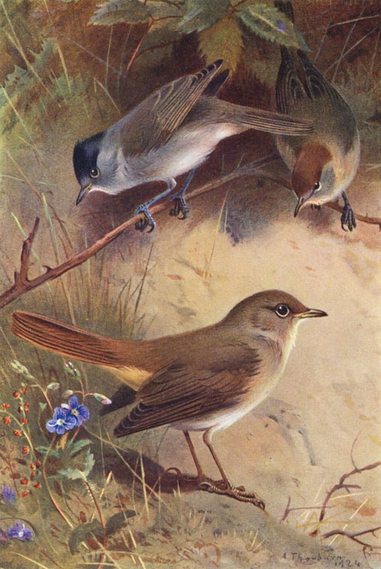 Curruca capirotada (macho y hembra), Ruiseñor (litografía en color) de Archibald Thorburn