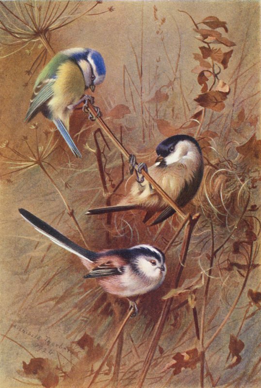 Herrerillo común, Carbonero palustre, Carbonero garrapinos (litografía en color) de Archibald Thorburn