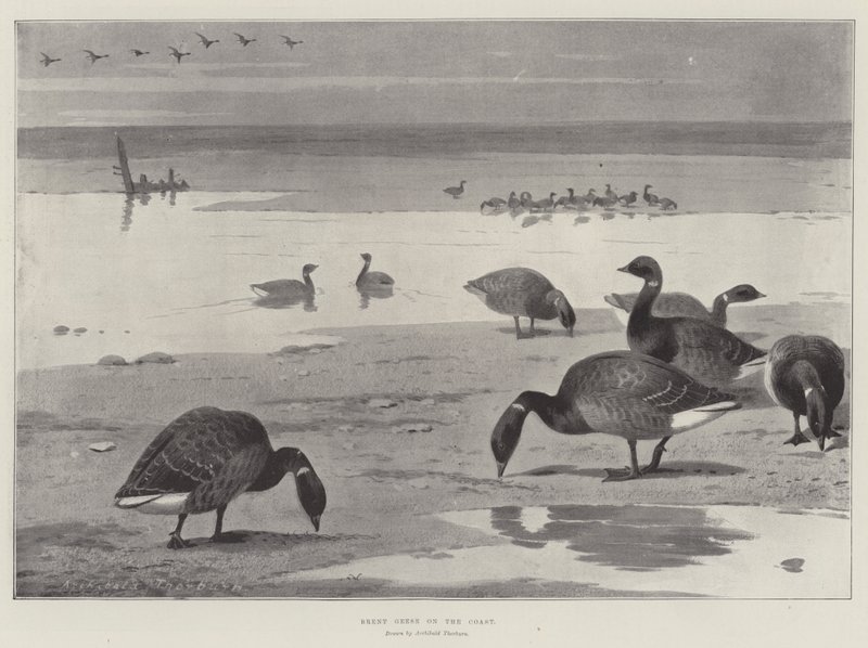 Gansos Brent en la costa de Archibald Thorburn