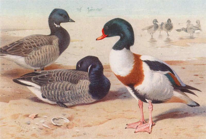 Ánsar común, Ánade friso (litografía en color) de Archibald Thorburn
