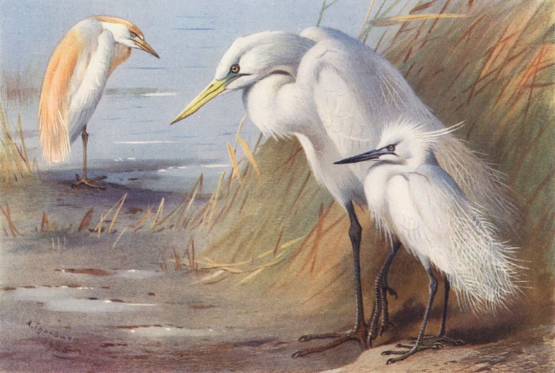 Garza real, Garza blanca, Garceta común (litografía en color) de Archibald Thorburn