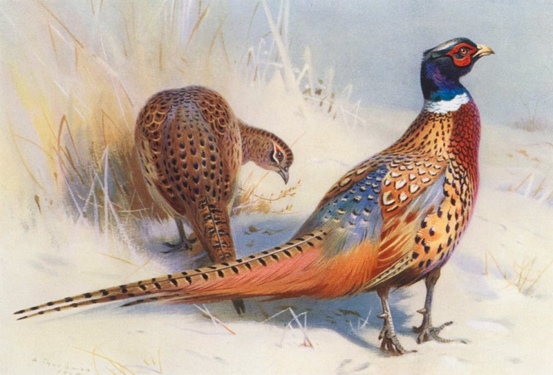 Faisán chino de cuello anillado (macho y hembra) (litografía en color) de Archibald Thorburn