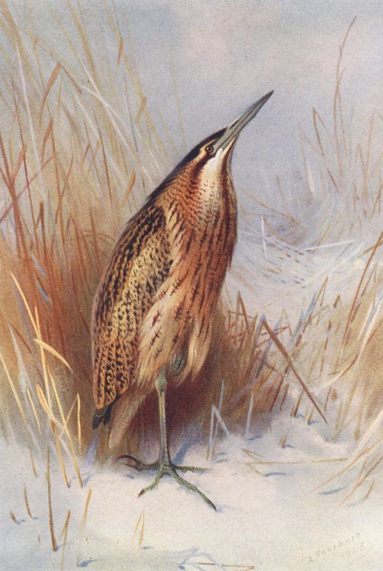 Avetoro común (litografía en color) de Archibald Thorburn