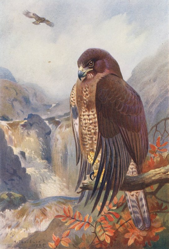 Busardo ratonero (litografía en color) de Archibald Thorburn