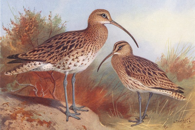 Zarapito real, Zarapito trinador (litografía en color) de Archibald Thorburn