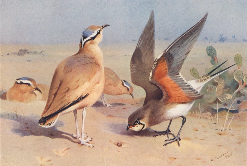 Courser color crema, Pratincole (litografía en color) de Archibald Thorburn