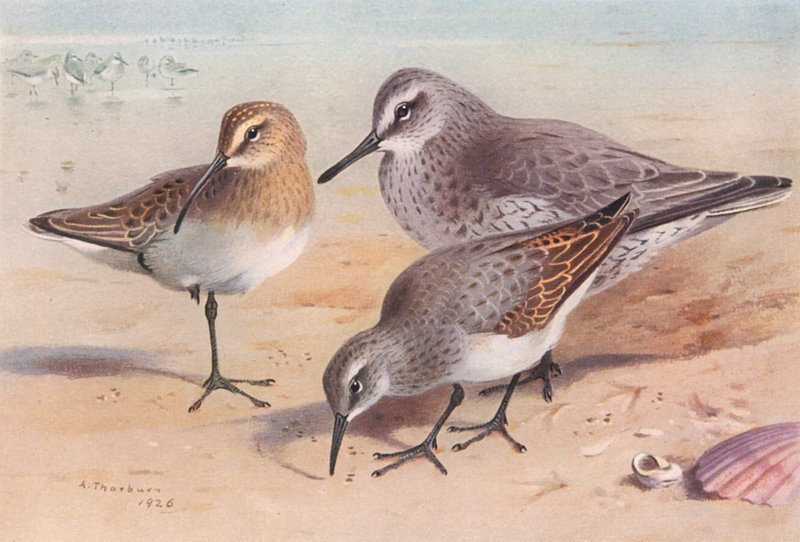Zarapito real (inmaduro, otoño), Calidris canutus (invierno), Correlimos común (invierno) (litografía en color) de Archibald Thorburn
