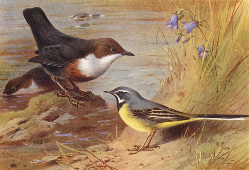 Mirlo acuático, Lavandera boyera (litografía en color) de Archibald Thorburn