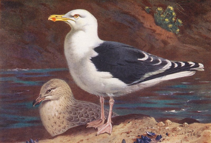 Gaviota reidora (adulto y joven) (litografía en color) de Archibald Thorburn