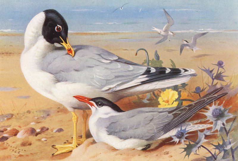 Gaviota cabecinegra, Charrán caspio (litografía en color) de Archibald Thorburn