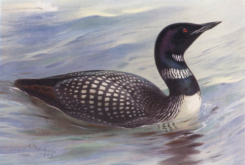 Gran Buzo del Norte (litografía en color) de Archibald Thorburn