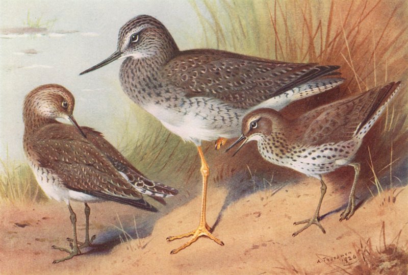 Archibebe común, Andarríos solitario, Andarríos moteado (litografía en color) de Archibald Thorburn