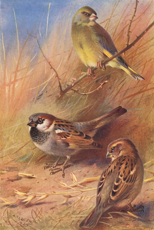 Verderón, gorrión común (macho y hembra) (litografía en color) de Archibald Thorburn