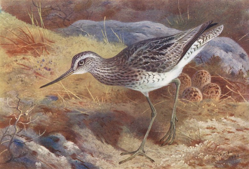 Archibebe común (litografía en color) de Archibald Thorburn