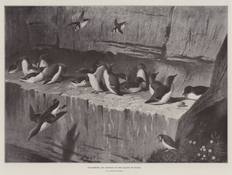 Araos y frailecillos en la isla de Handa de Archibald Thorburn