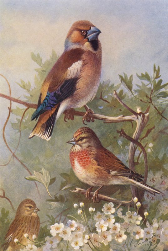 Picogordo, pardillo (macho y hembra) (litografía en color) de Archibald Thorburn