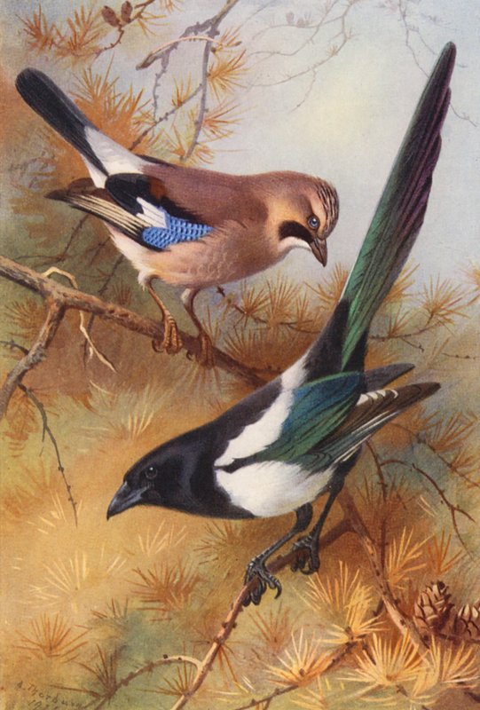 Jay, Urraca (litografía en color) de Archibald Thorburn