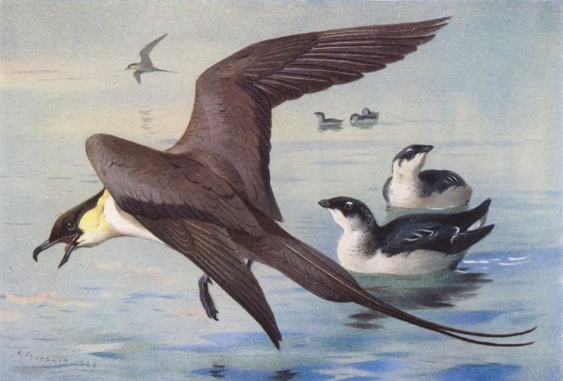 Skua de cola larga, alca común (invierno) (litografía en color) de Archibald Thorburn