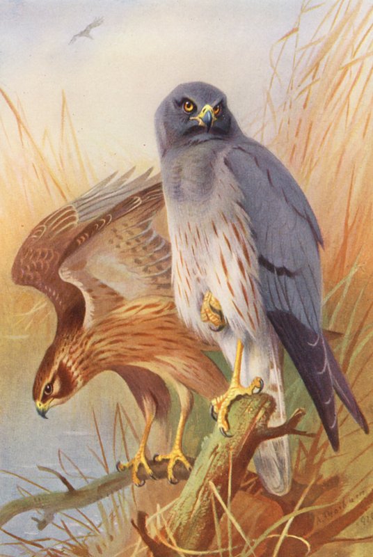 Aguilucho cenizo (macho y hembra) (litografía en color) de Archibald Thorburn