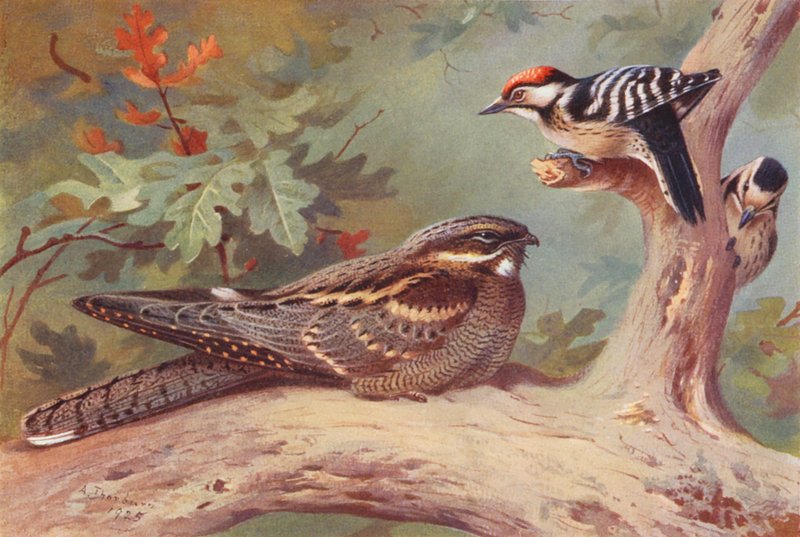 Chotacabras, Pico menor (macho y hembra) (litografía en color) de Archibald Thorburn