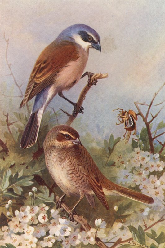 Alcaudón dorsirrojo (macho y hembra) (litografía en color) de Archibald Thorburn
