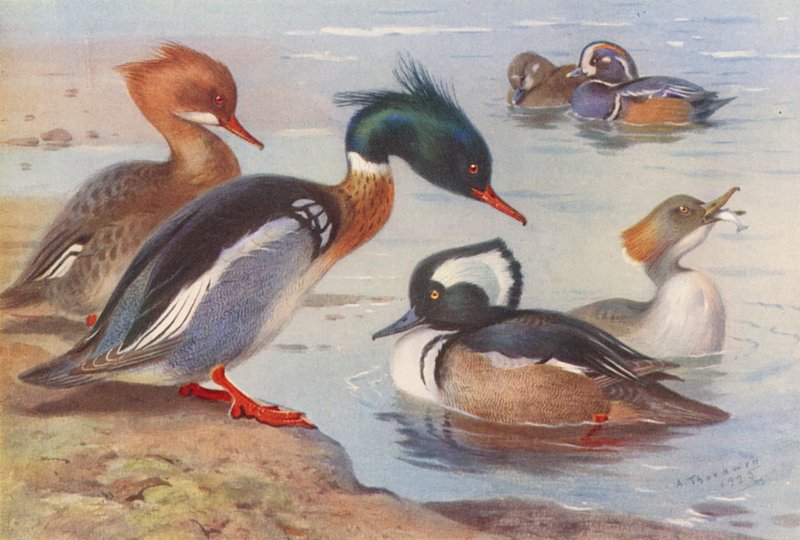 Esmerejón de pecho rojo (macho y hembra), Pato arlequín (macho y hembra), Esmerejón capuchino (macho y hembra) (litografía en color) de Archibald Thorburn