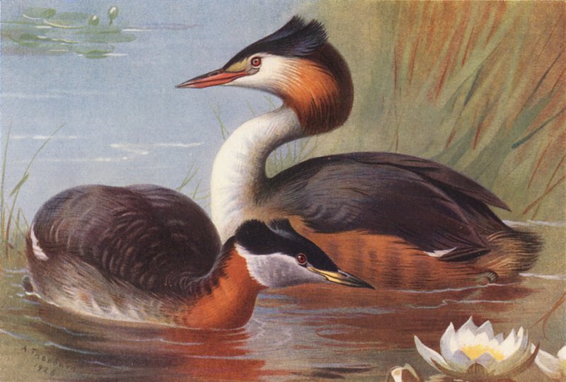 Somormujo cuellirrojo, Somormujo lavanco (litografía en color) de Archibald Thorburn