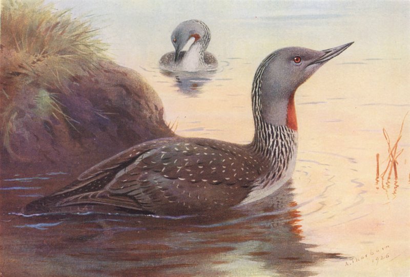 Buceador de garganta roja (litografía en color) de Archibald Thorburn